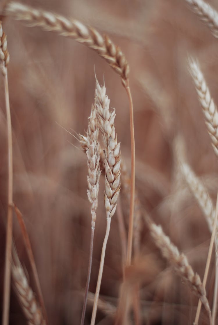 Wheat Growing In A Field