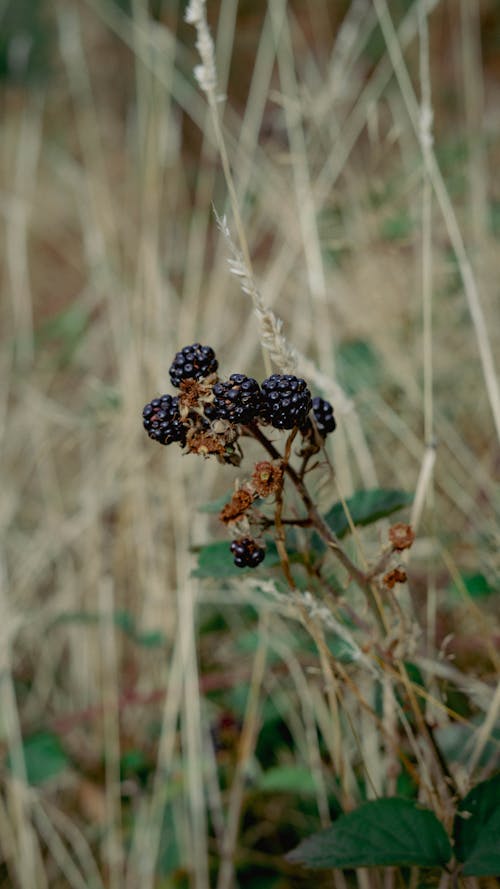 Fotos de stock gratuitas de arbustos, arbustos fructíferos, blackberries
