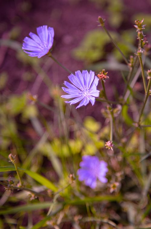 Free Close-up of vibrant violet chicory flowers in a natural, outdoor setting, showcasing their delicate petals. Stock Photo