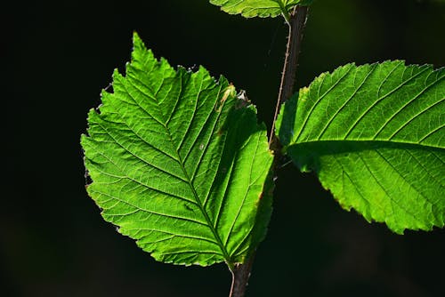 Foto d'estoc gratuïta de fulles verdes, planta, primer pla