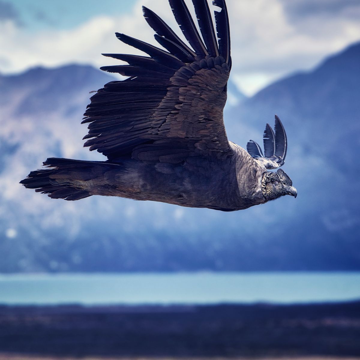 An Andean condor gliding on outstretched wings above open water and hills.