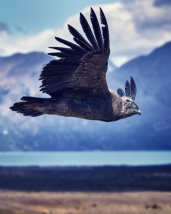 An Andean Condor flying through the landscape of the Andean Mountains.