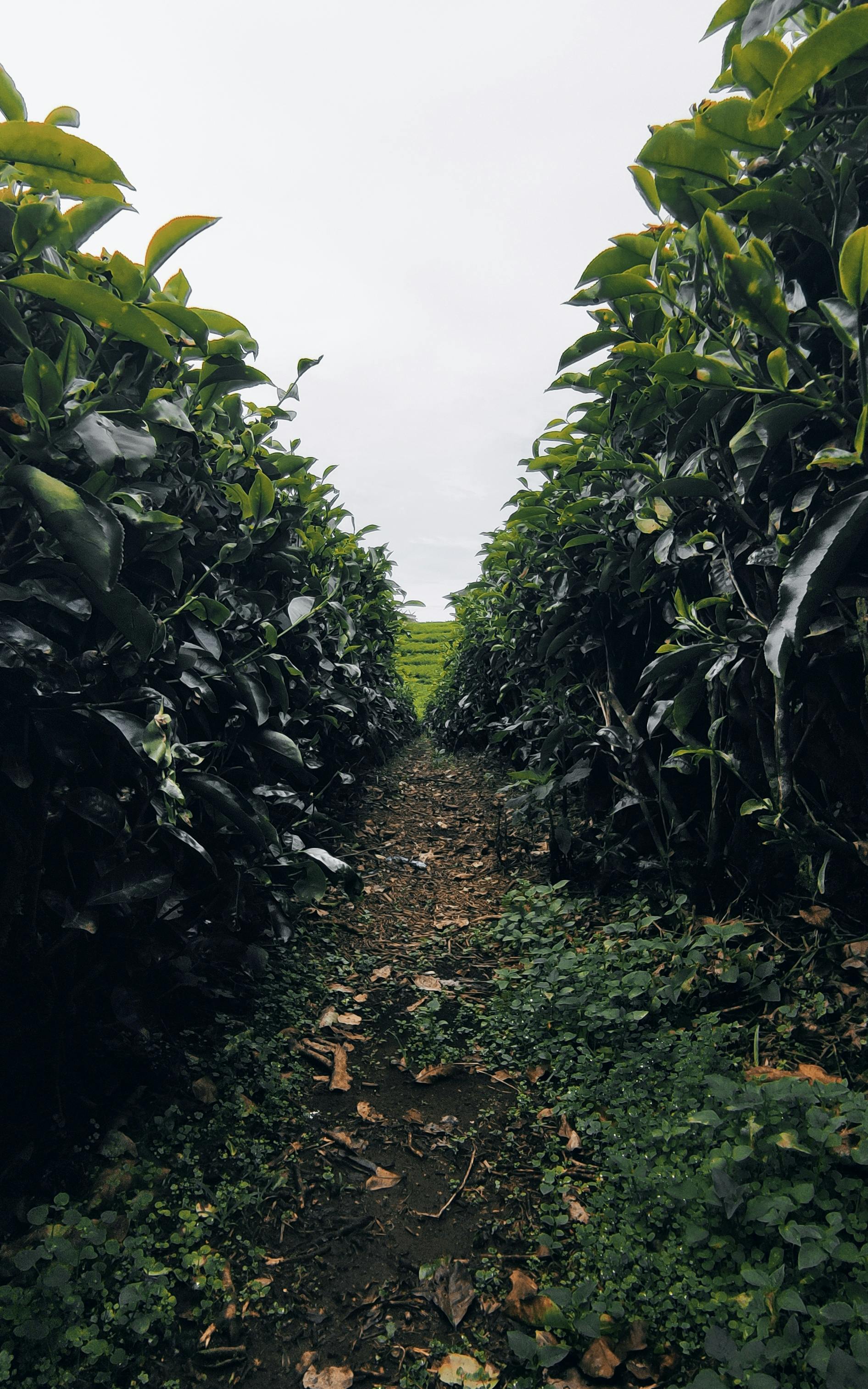 Tips Mengunjungi Kebun Teh Boh