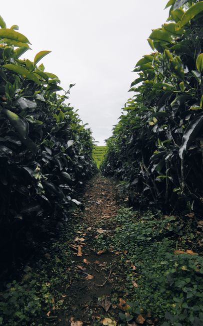 Tips Mengunjungi Kebun Teh Boh Tips Mengunjungi Kebun Teh Boh
