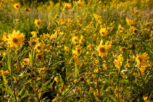 Common Sunflowers in Bloom