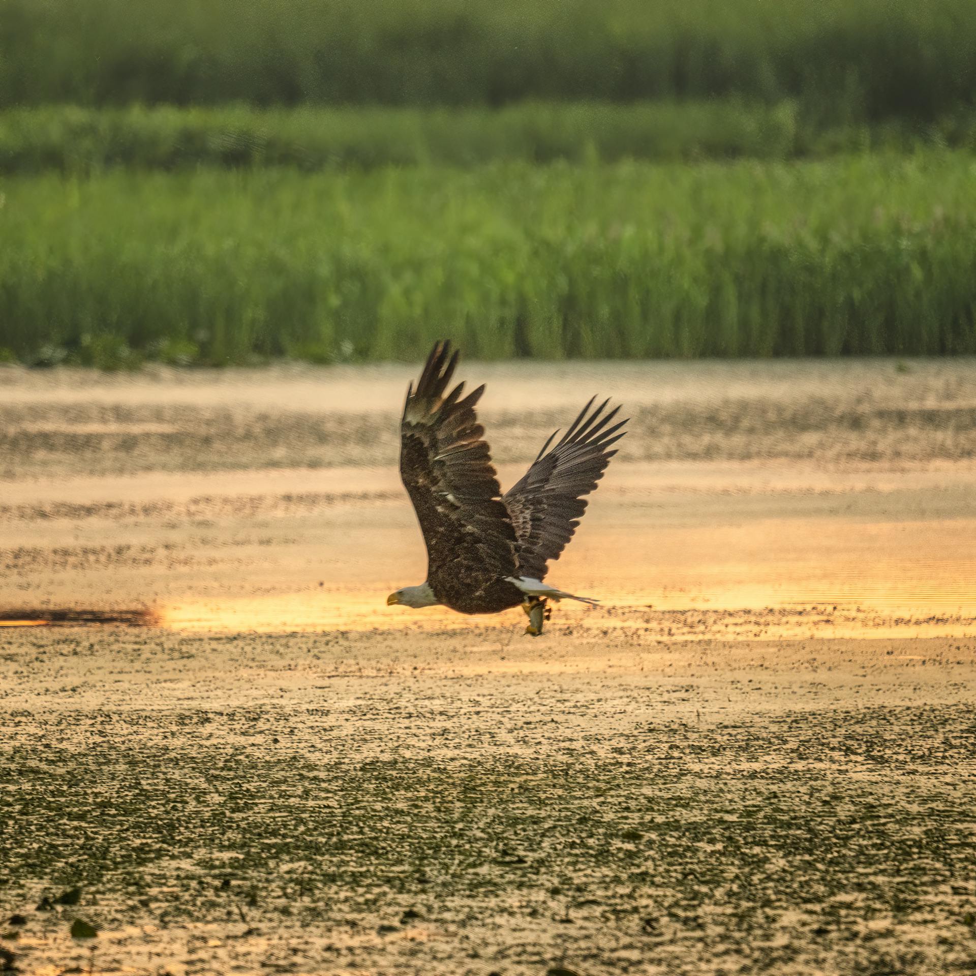 Bald eagle gracefully flying over a serene lake at sunset in Alma, Wisconsin.