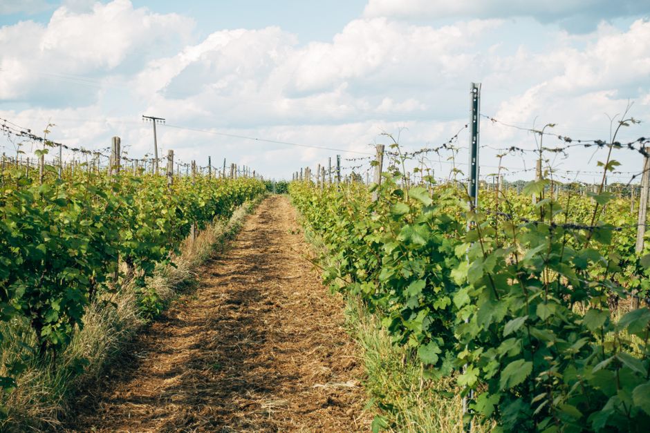 Breathtaking view of lush vineyard rows in Flörsheim am Main, Germany under a clear summer sky.