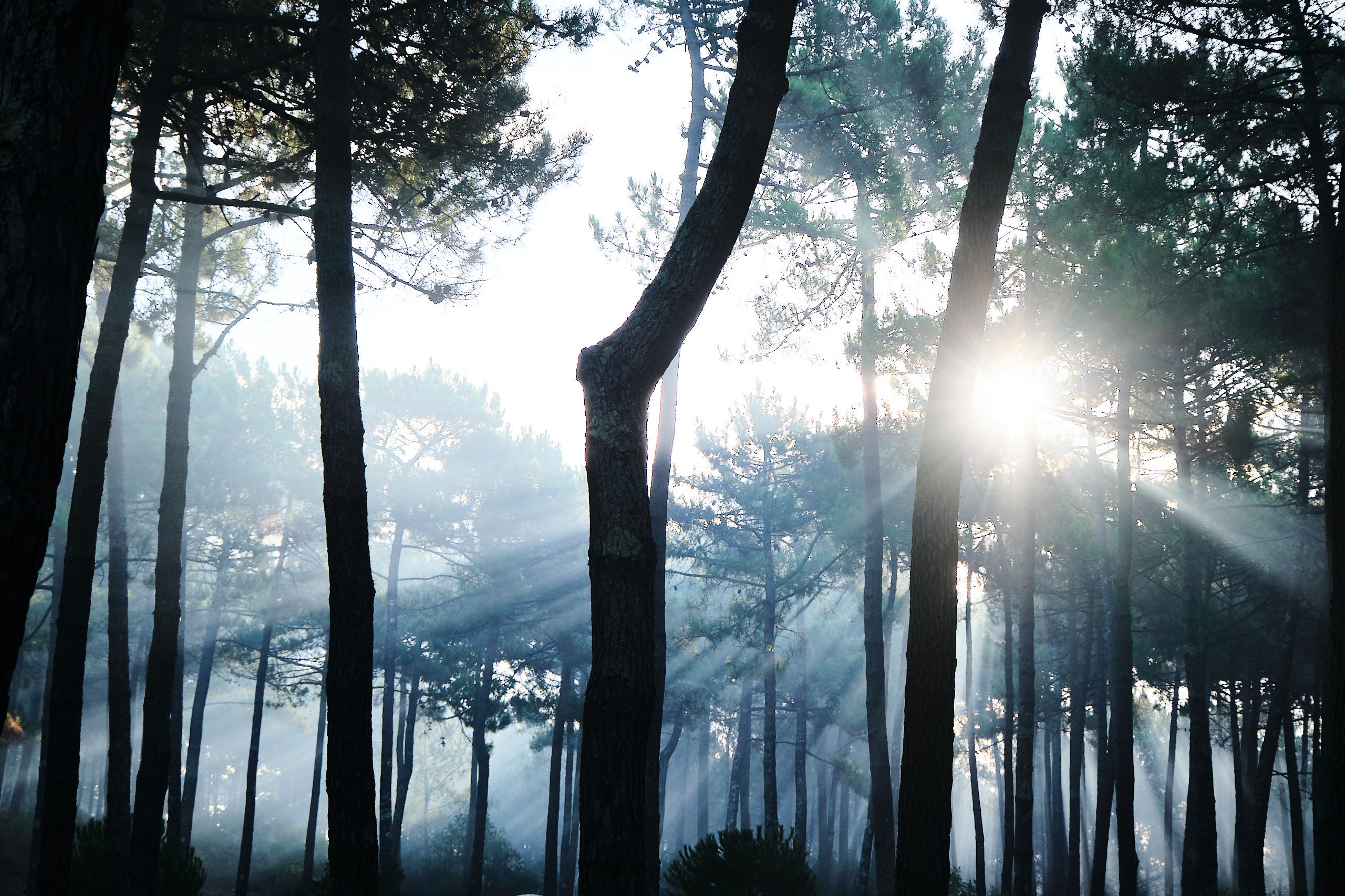 Sunlight filtering through foggy forest trees creating a serene atmosphere of light breaking through darkness