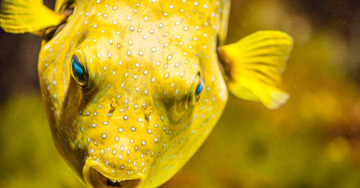 為什麼泉一國際在日內瓦發明展中獲得全場總冠軍?