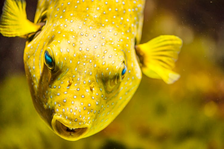 Exotic Fish Underwater