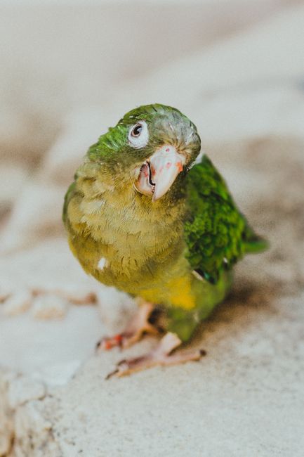 Adorable close-up of a green parakeet perched, showcasing vibrant plumage.