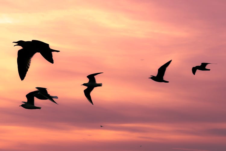 Silhouette Of Birds Flying