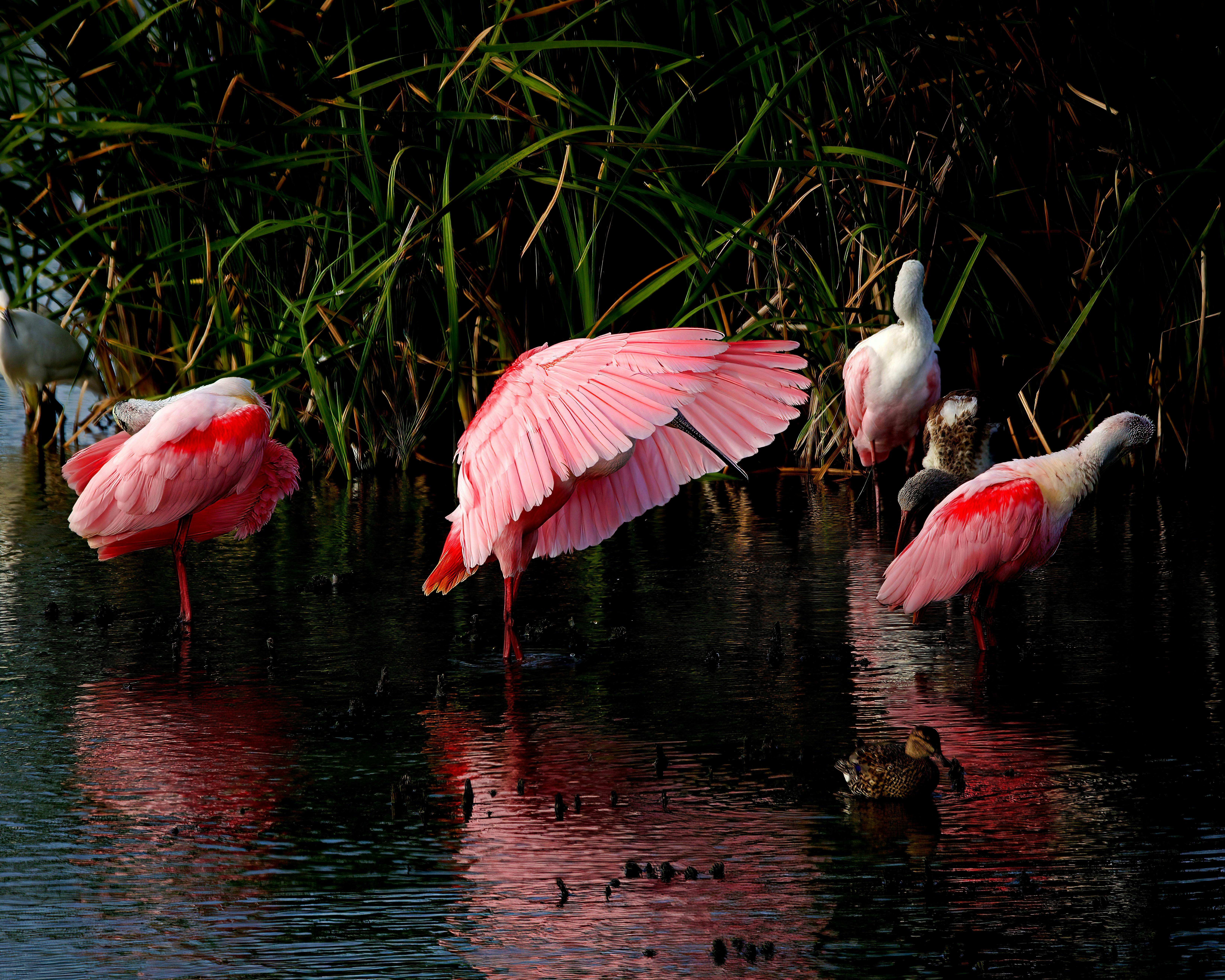 美準聯合國副大使力阻北京操控國際組織敘事