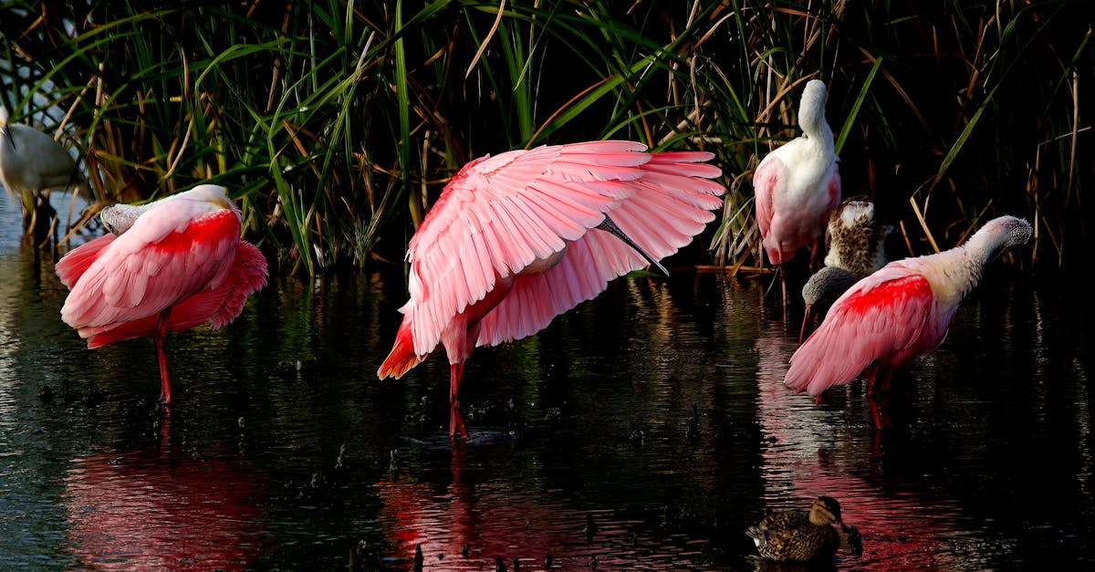 美準聯合國副大使力阻北京操控國際組織敘事