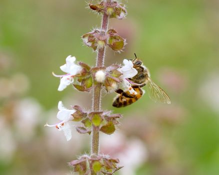 Black and Yellow Bee on White Flower