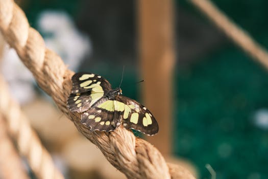 A detailed shot of a Malachite butterfly resting on a rope outdoors during the day.