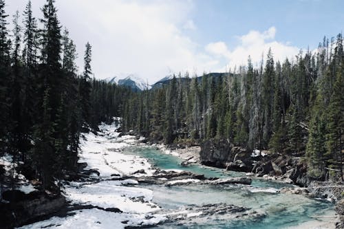 Kostenloses Stock Foto zu bäume, einfrieren, fluss