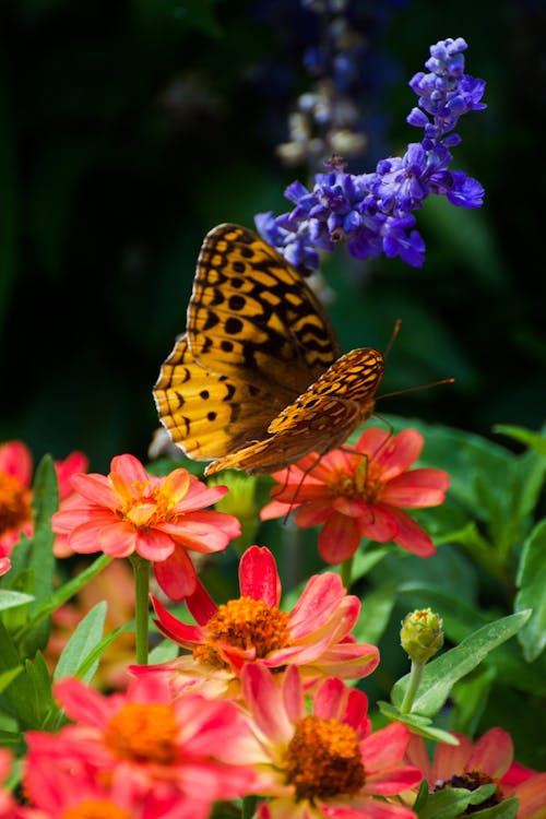 Close Up Photo of Butterfly on a Flower
