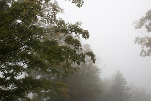 bezplatná Základová fotografie zdarma na téma mlha, obklopen, příroda Základová fotografie