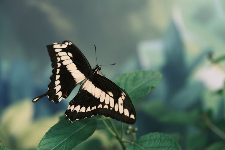 Giant Swallowtail On Green Leaves 