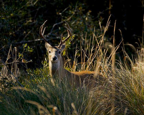 Deer on Field