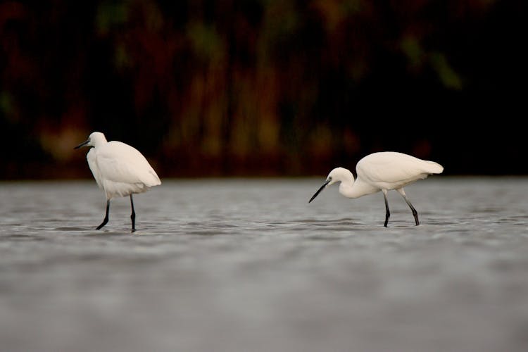 Egret Birds On Lake 