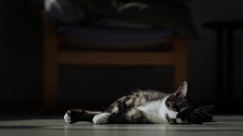 Cat Sleeping on the Floor