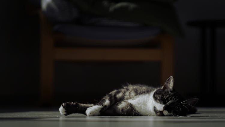 Cat Sleeping On The Floor