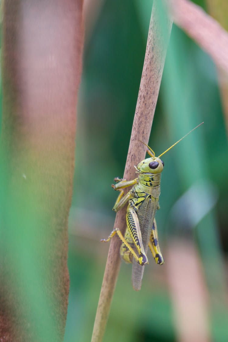 Green Grasshopper Perched On A Stem