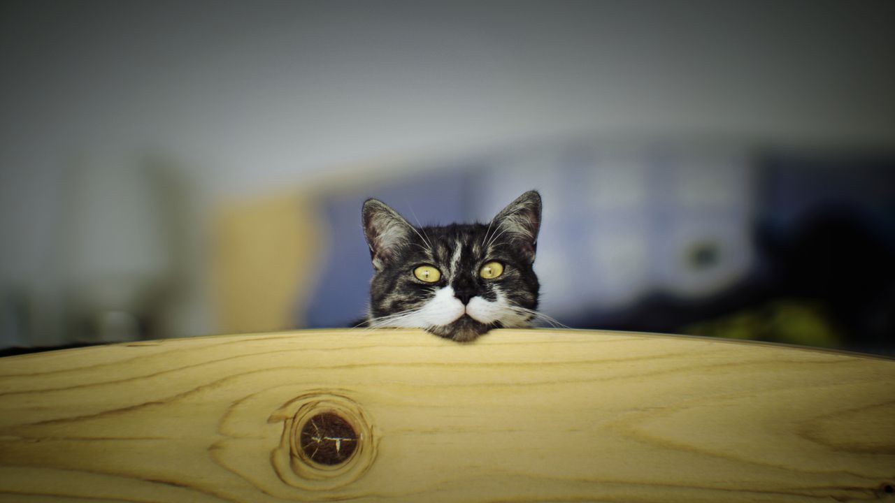 a curious cat peering over a wooden board indoors capturing a playful