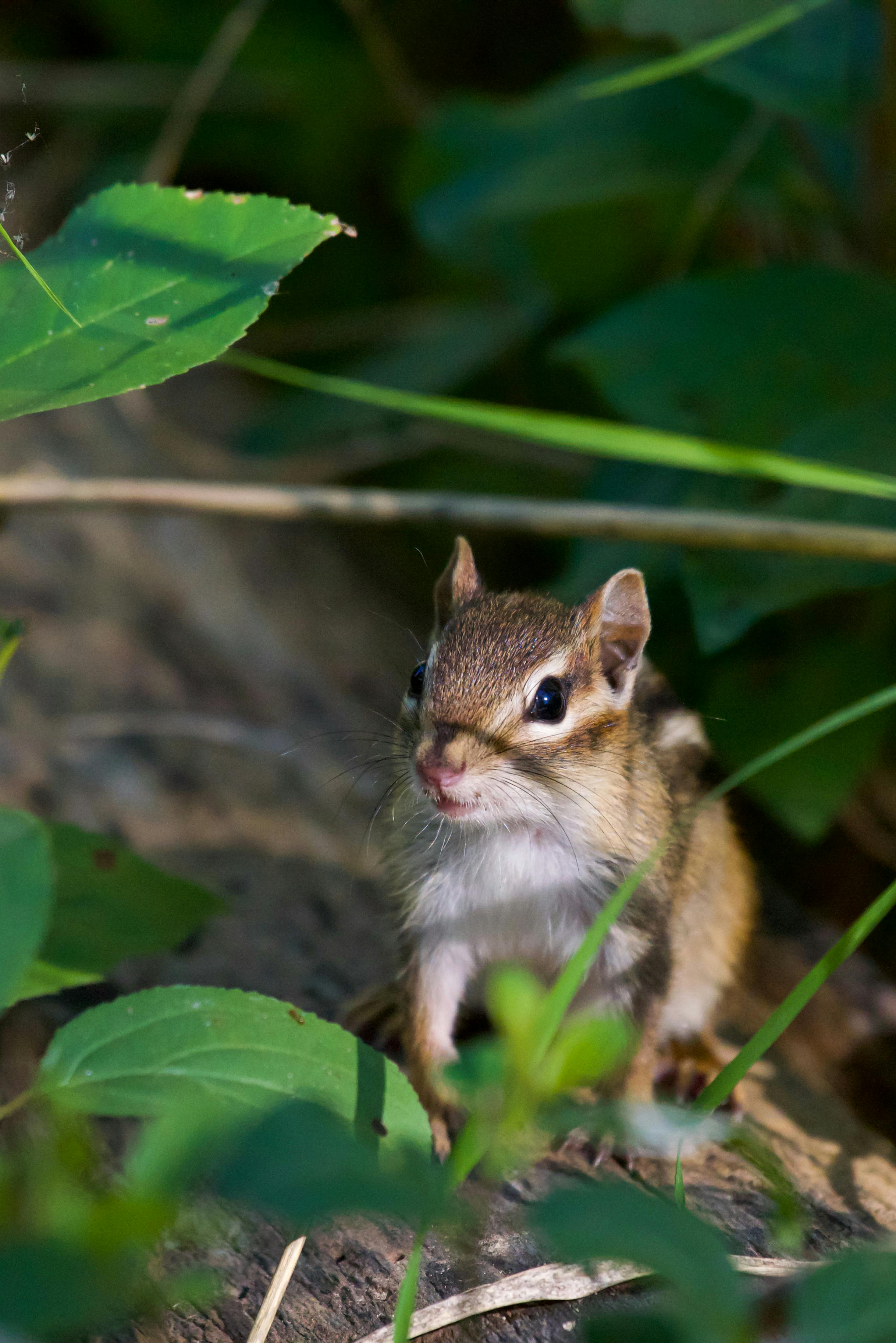 Siberian Chipmunk Photos, Download The BEST Free Siberian Chipmunk ...