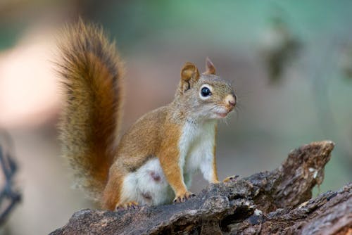 A Brown Squirrel on Brown Tree Log