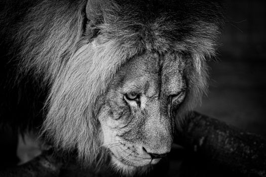 Dramatic black and white close-up portrait of a lion's focused gaze and majestic mane.