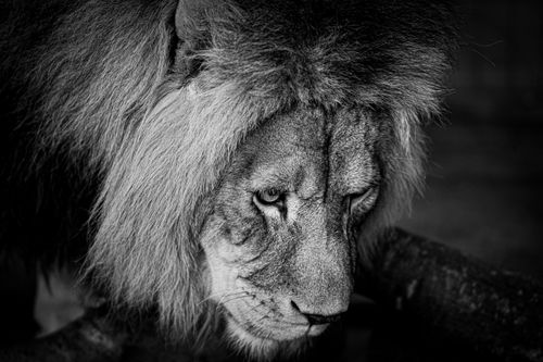 Free Dramatic black and white close-up portrait of a lion's focused gaze and majestic mane. Stock Photo