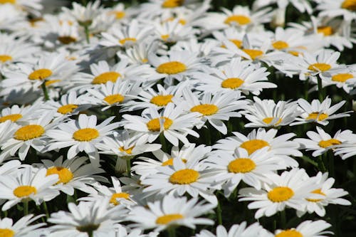 免費 植物群, 漂亮, 綻放的花朵 的 免費圖庫相片 圖庫相片