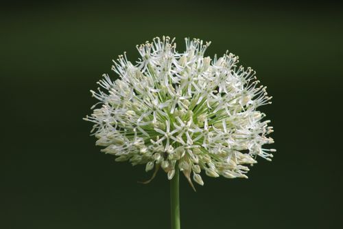 Free Beautiful white Allium Mont Blanc flower in full bloom, captured in a detailed close-up against a dark green background. Stock Photo