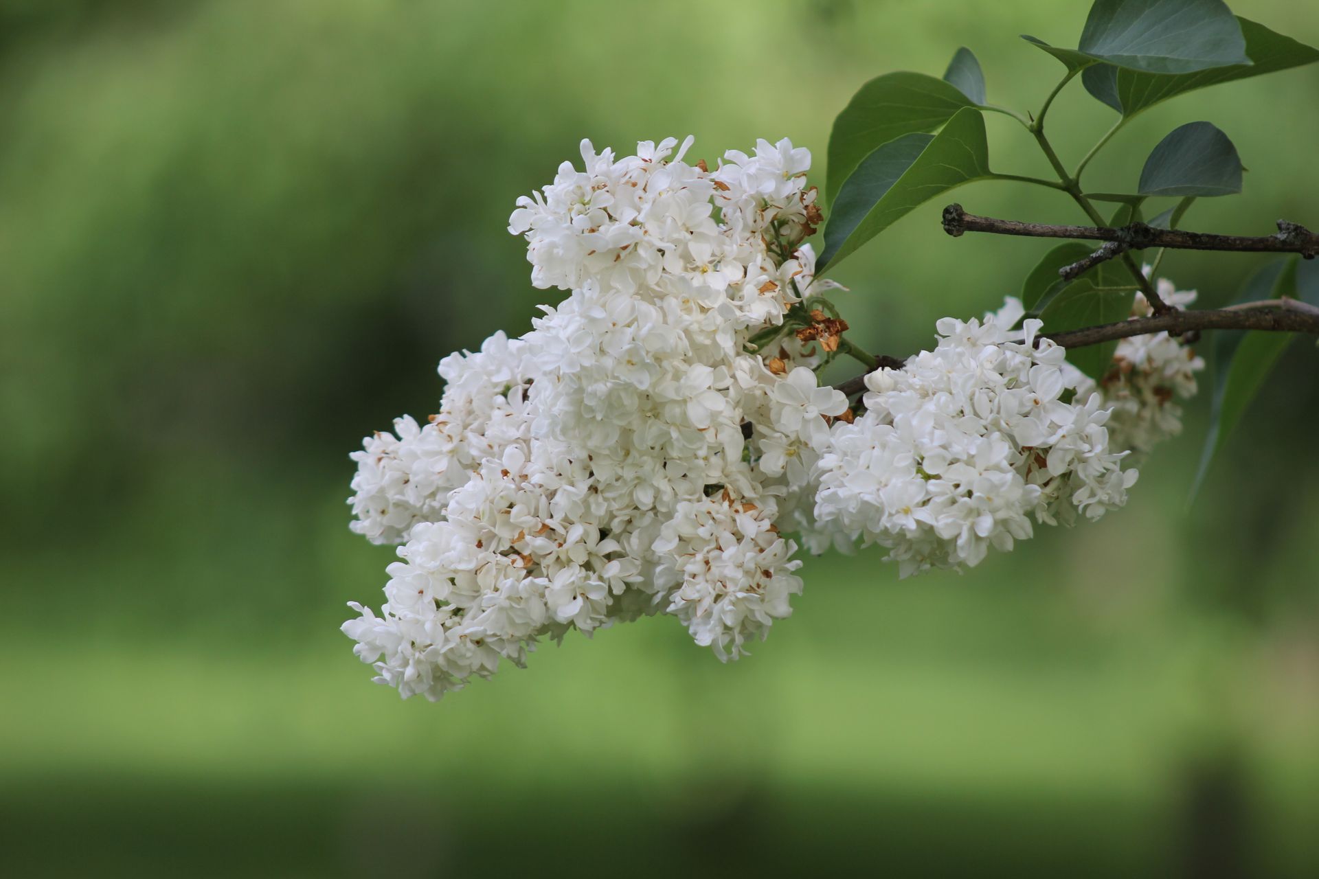 Beautiful close-up of white lilac flowers blooming on a branch with a green blurred background.