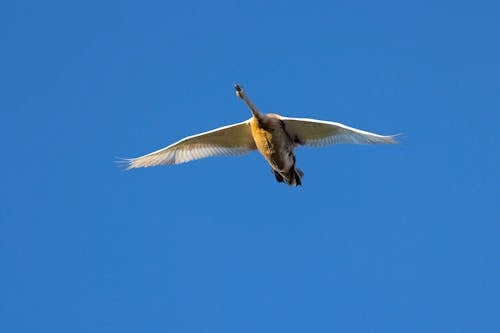 無料 動物の写真, 白鳥, 翼の無料の写真素材 写真素材
