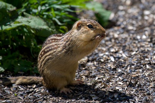 Immagine gratuita di animale, carino, chipmunk