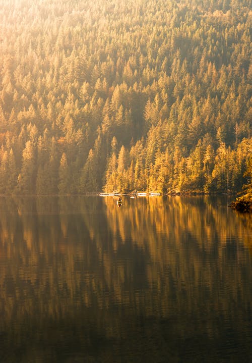 Reflection of Brown Trees on the Lake 