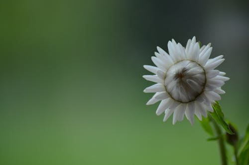 คลังภาพถ่ายฟรี ของ angiosperms, asterids, tracheophytes