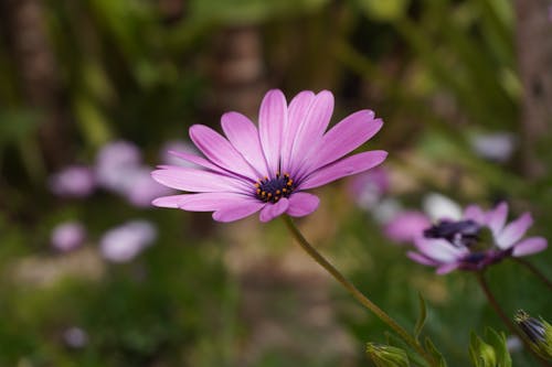 Daisy Flower in Bloom