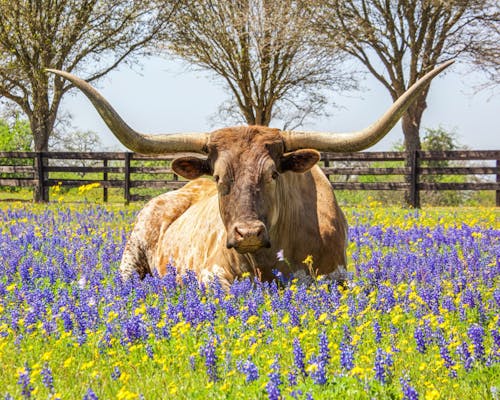 Immagine gratuita di alberi, animale, azienda agricola