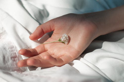 Delicate White Flowers in Palm