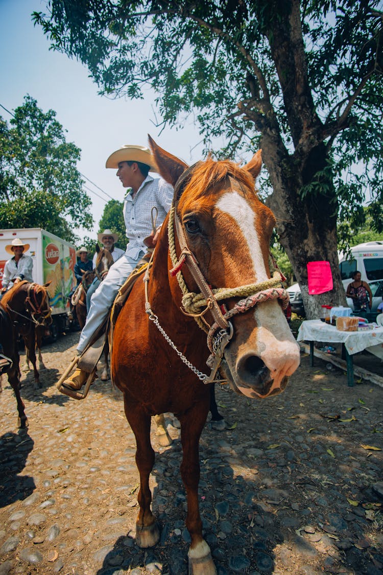 A Boy Sitting On Brown Horse