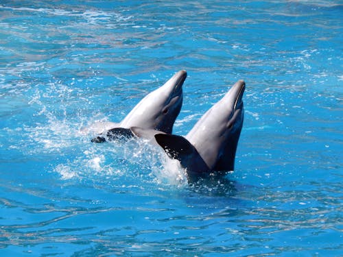 Gratis Fotos de stock gratuitas de animal, animal marino, animales acuáticos Foto de stock