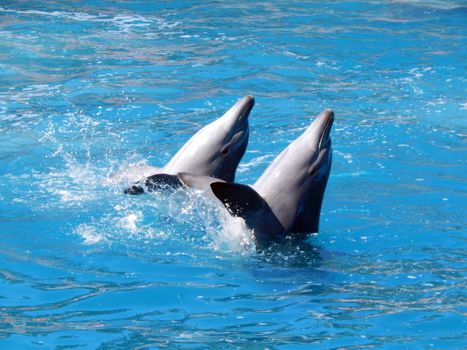 Two dolphins swimming playfully in the vibrant blue water, captured outdoors.