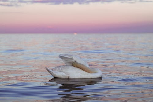 Swan in the Ocean