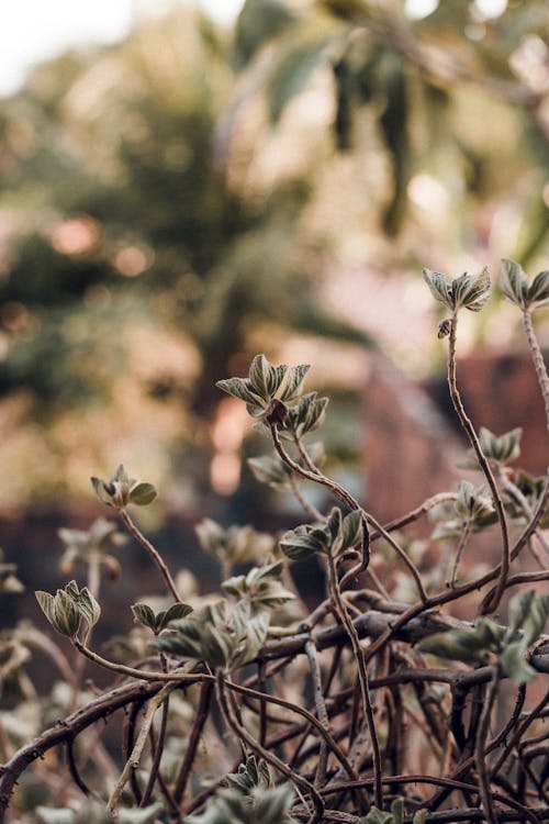 Gratis stockfoto met depth of field, fabriek, groene bladeren