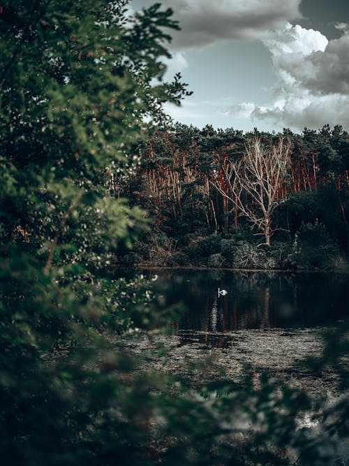 Základová fotografie zdarma na téma jezero, les, stromy